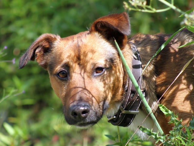 Breed: Terrier (Jack Russell) Sex: Male Age: 3 years 4 months