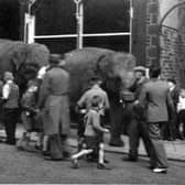 Albert Pickup took this image of elephants, perhaps from a visting circus, outside his Mitre photographic studio in Westgate, Burnley, around 1948.
