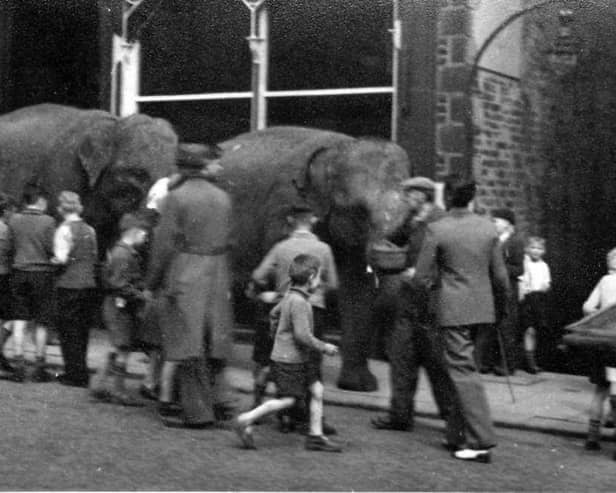 Albert Pickup took this image of elephants, perhaps from a visting circus, outside his Mitre photographic studio in Westgate, Burnley, around 1948.