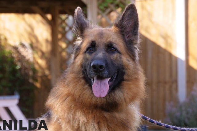 Meet Tanilda. She is a beautiful three year old German Shepherd. This fabulous young lady is looking for an experienced dog owner, preferably with German Shepherds or similar breeds.
She will need training in all areas, including house-training and also needs to learn to be left home alone. Tanilda is known to be destructive and therefore needs somebody who is home a lot of the time. Although a little shy at first with people she doesn’t know, Tanilda is a very affectionate girl who loves fuss and attention. She is good with other dogs, although can get over excited and boisterous with them. Tanilda can be re-homed with male dogs.  She cannot live with cats but could live with secondary school age children See: https://rspca-radcliffe.org.uk/animal/tanilda/.