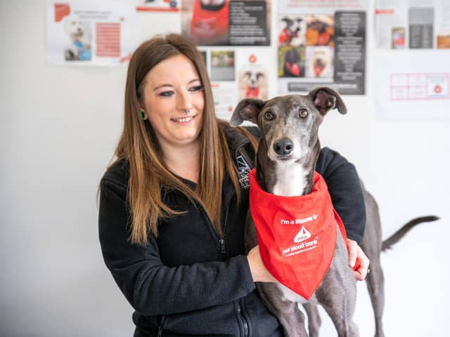 Portia Keates, branch co-ordinator at Stanley House Vets in Barnoldswick, with her lifesaving Greyhound Blake. Photo: Stanley House Vets