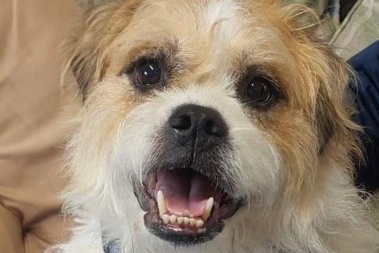 Breed: Terrier Cross Pug Crossbreed Sex: Male Age: 9 years 5 months