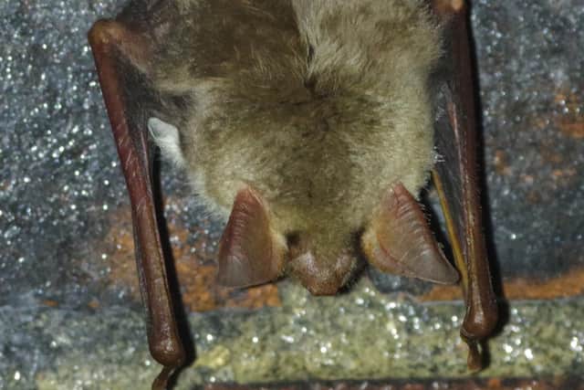 The Greater mouse-eared bat. Photo: Martyn Phillis
