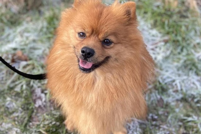 About Teddy...This cute little man is Teddy. He is a four-year-old Pom who arrived at Bleakholt when his owner passed away. He was re-homed then returned to the charity. He is a little bit grumpy until he knows you and has nipped at someone. Due to his grumpiness, the sanctuary is looking to re-home him in an adult only, pet-free home. Teddy needs an understanding, calm home that will give him the time and space he needs to trust and bond with you. The staff feel he is calmer now than he was when he first came in to them.