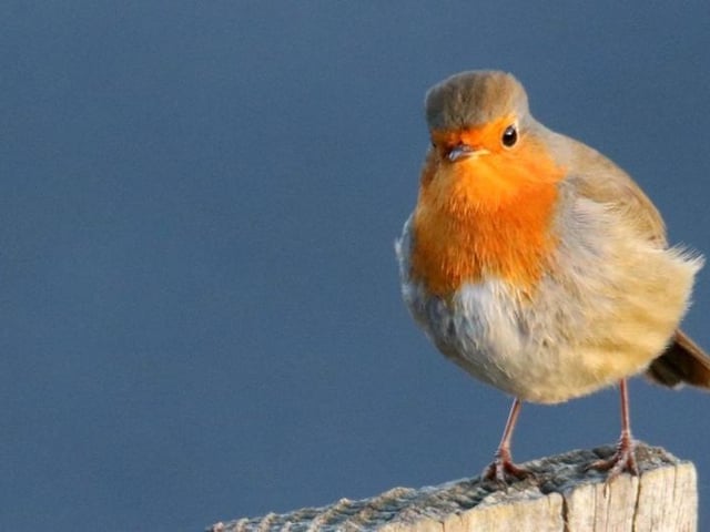 Robin