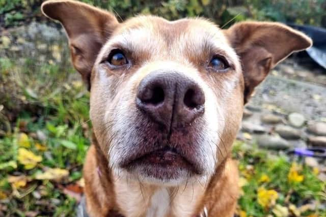 An appeal has gone out to find a ‘forever’ home for a nine-year-old dog who has been described as ‘the most loving girl.’