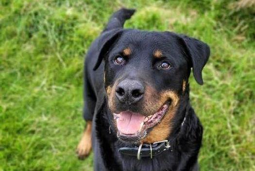 Breed: Rottweiler
Sex: Male
Age: 9 years 2 months