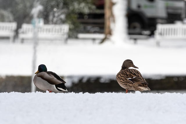 Ducks at Towneley Park during snowfall in March 2023. Photo: Kelvin Stuttard