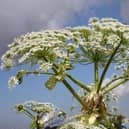 Dangerous - giant hogweed can cause serious blisters and burns