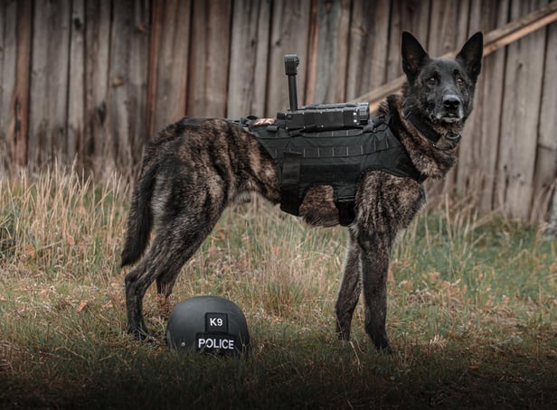 Retired police dog Zeus