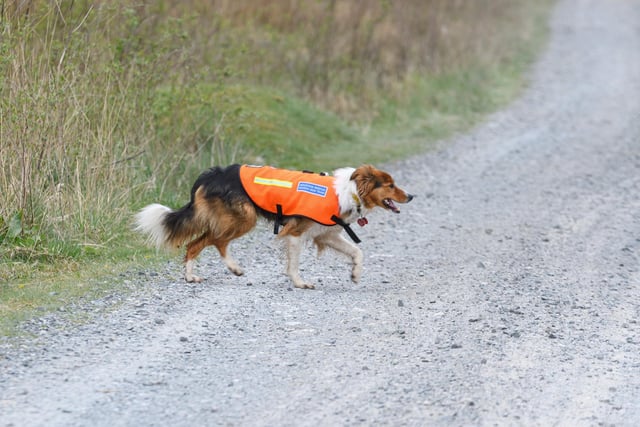Mountain Rescue dog helps for the the search of Katie Kenyon at Gisburn Forest. Photo: Kelvin Stuttard