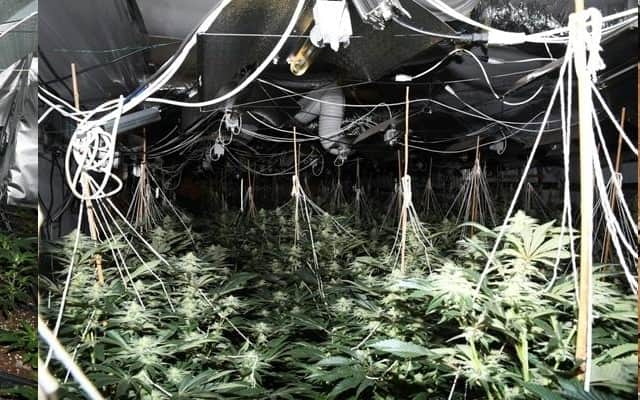Police found a cannabis farm in Burnley this week with 1,000 plants worth £750,000