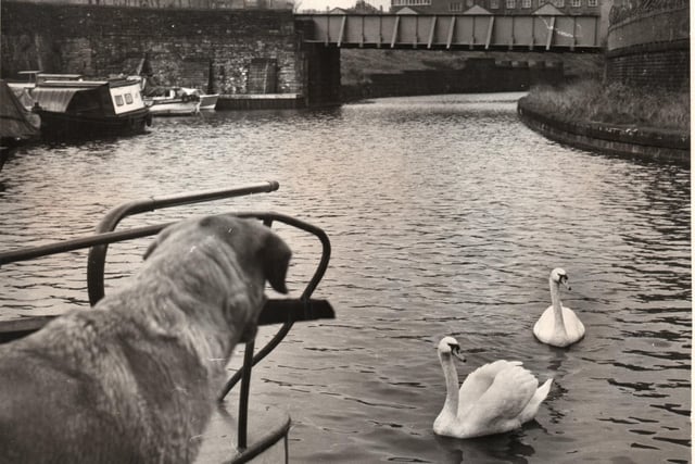 A little further along the canal in 1969. Finsley Gate is directly behind the photographer and ahead we are looking in the direction of Healey Wood.