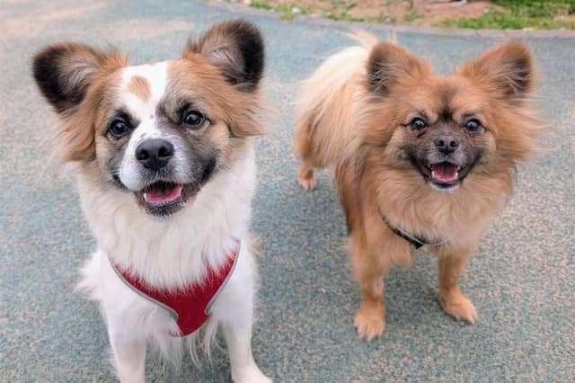Breed: Pom Frenchie Crossbreed Sex: Male Age: 1 year 11 months
