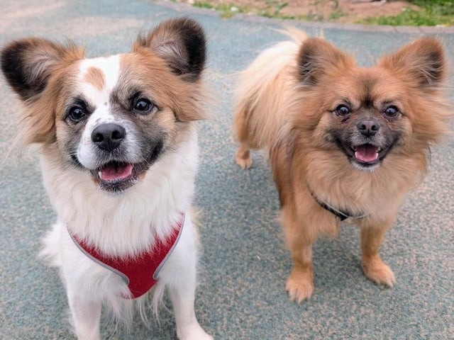 Breed: Pom Frenchie Crossbreed Sex: Male Age: 1 year 11 months