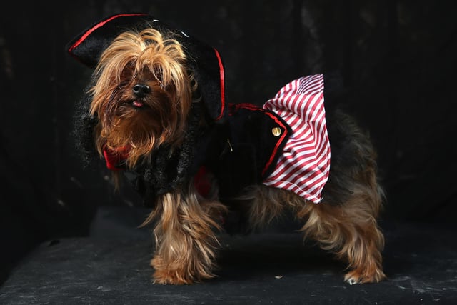 One Yorkie was stolen from Pendle.
(Photo by John Moore/Getty Images)