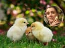 Children whose schools have taken part in hatching projects will no doubt have made firm friends with the fluffy new arrivals - but what happens to them next? (main image: Adobe stock)