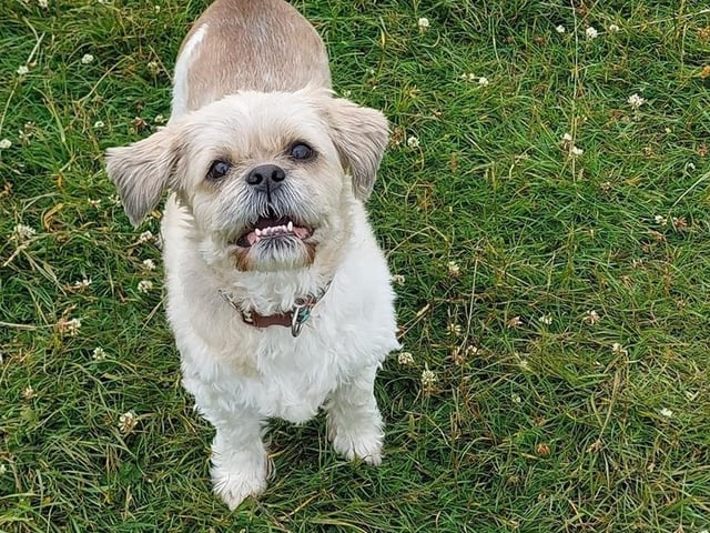 Breed: Shih Tzu Sex: Male Age: 13 years 3 months