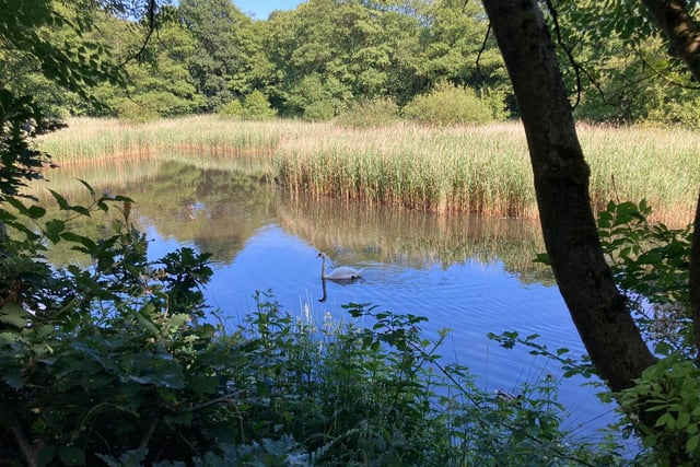Yarrow Valley Country Park is a haven for wildlife