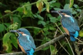 Kingfishers would benefit from cleaner rivers