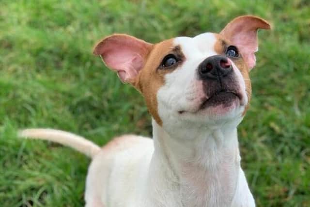 Dolly, who resides at Pendle Dogs, has a prey drive and actively looks for cats on her walks. She requires a pet-free home and plenty of one-to-one attention.