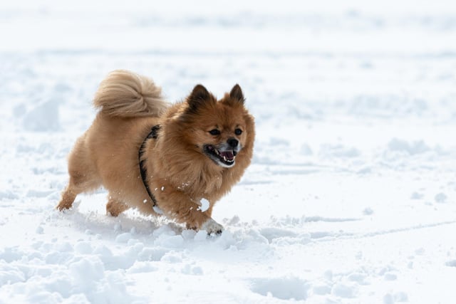 A dog enjoying the snow at Towneley Park in March 2023. Photo: Kelvin Stuttard