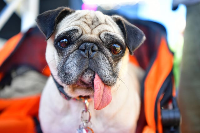 The following Pugs were stolen:
One in Burnley;
One in Pendle.
(Photo by JOSH EDELSON/AFP via Getty Images)