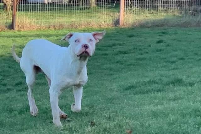 American XL Bullies like Ghost require homes that can provide a lot of exercise and structure.