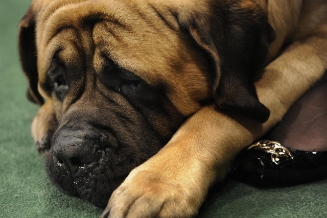 The following were stolen:
One Bullmastiff in Pendle;
One American Bullmastiff in Pendle;
One English Mastiff in the Ribble Valley;
One Old English Mastiff in the Ribble Valley;
One French Bullmastiff in Burnley.
 (Photo by TIMOTHY A. CLARY/AFP via Getty Images)