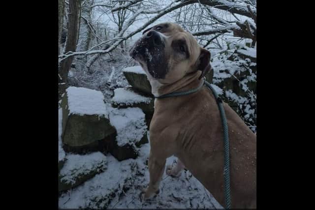 Animal charity, Pendle Dogs, is urgently looking for a foster home for this dog.