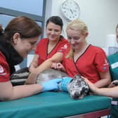 Stanley House Vets in Barnoldswick is holding a dog blood donor session