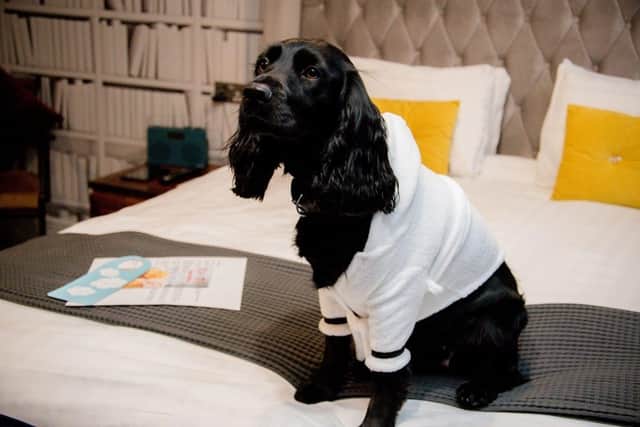 Hetti who is the resident spaniel at The Lawrence Hotel in Padiham which has won the title of  'Best Dog Friendly Business' in the Lancashire Tourism Awards