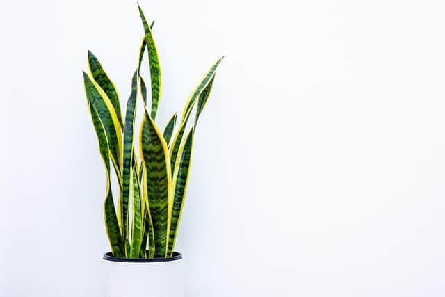 Snake plant requires little maintenance and can really help to improve your wellbeing (photo: Adobe)