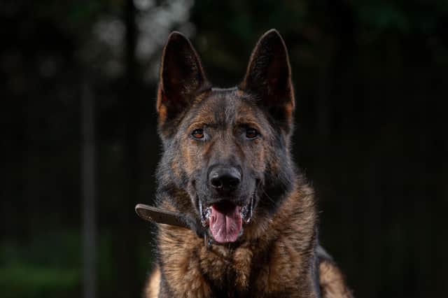 Retired police dog Kato