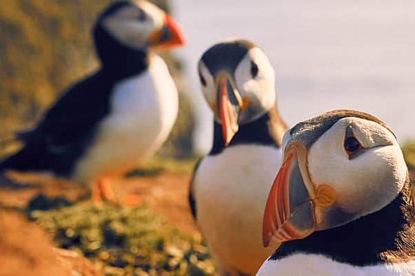 Puffins were among the stars of Sir David Attenborough's new series Wild Isles