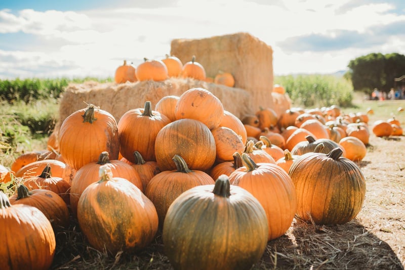 Windmill Farm are back with their famous pumpkin picking adventure from October 7-29 (10am - 5pm)
Tickets cost £16.95 for adults, children aged 1-15 years, OAPs and carers are £15.95, and under ones are free of charge.
This ticket includes full day access to Windmill Animal Farm attraction, the Runaway Farm Train and also The Famous Pumpkin Picking Adventure. 
Each ticket purchased also includes a single pumpkin of your choice. More pumpkins can be purchased on the day, 

7-29 October 2023 (10am - 5pm)