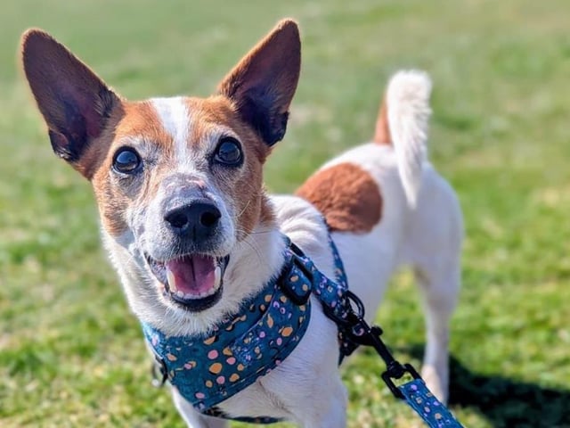Breed: Terrier (Jack Russell) Sex: Male Age: 7 years 1 month