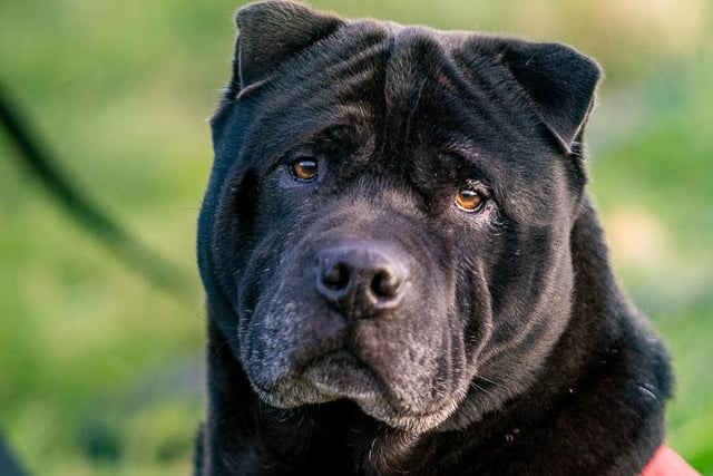 Breed: Shar-Pei
Sex: Male
Age: 7 years 3 months