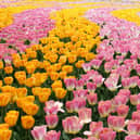 The opening Trinity Travel Talks will be on Amsterdam and the Dutch Bulb Fields.