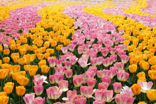 The opening Trinity Travel Talks will be on Amsterdam and the Dutch Bulb Fields.