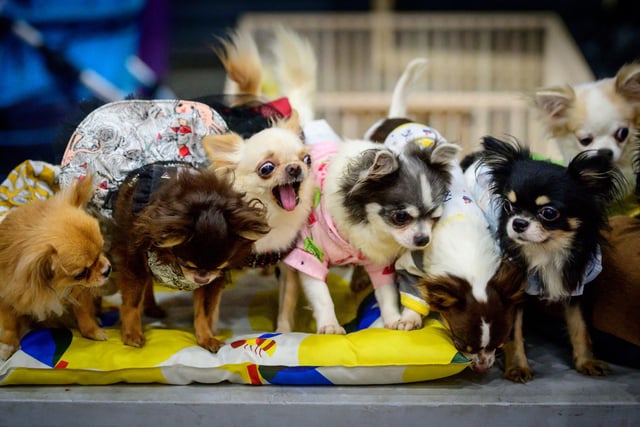 The following Chihuahuas were stolen:
One in Burnley and one in Pendle.
(Photo by MLADEN ANTONOV/AFP via Getty Images)