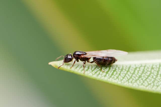 Flying Ants could invade any day now