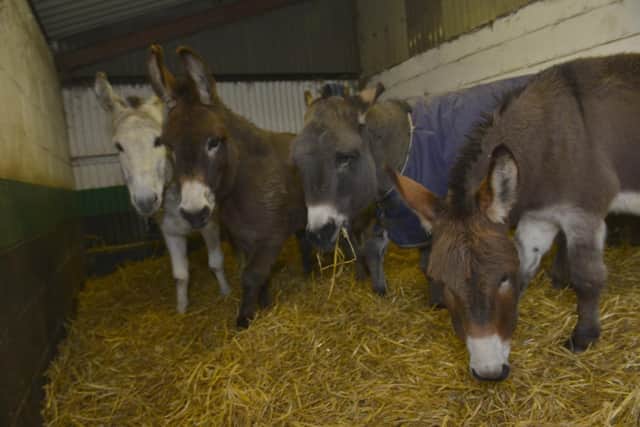 Four of the donkeys that are cared for at the Bleakholt Animal Sanctuary