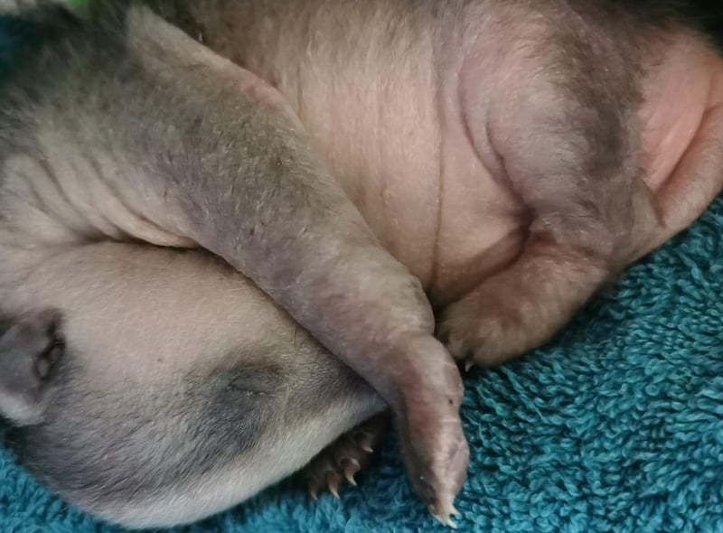 A tiny badger cub was found by a dog and brought in by the dog’s concerned owner on March 19 and rushed into the team at Mallydams Wood Wildlife Centre, in East Sussex. Experts fear he’d been displaced from his sett by another badger or disturbed by another animal.
Staff took the tiny cub home for regular night feeds to stabilise him before passing him to the team at Folly Wildlife Rescue so he could join their group of cubs for rearing and socialisation.
Now named Freddie Mercury, he will remain in their care until September when he’s big enough to be released back into the wild.
Badger cubs stay below ground and begin to emerge at around eight to ten-weeks-old but remain reliant on their mothers for some time.
If you find a cub on its own who looks healthy and has open eyes, monitor it from a distance for at least 24 hours. If you’re worried they may be alone, leave them with dog food and water and check on them 24 hours later. Don’t get too close or touch them as they can bite. 
Contact the RSPCA or a wildlife rescuer for advice if the badger is in immediate danger such as in a hazardous location, appears sick or injured, or there are signs that their sett has been damaged.