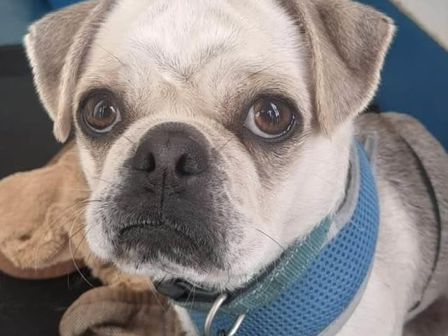 Breed: Pug Sex: Male Age: 2 years 1 month
