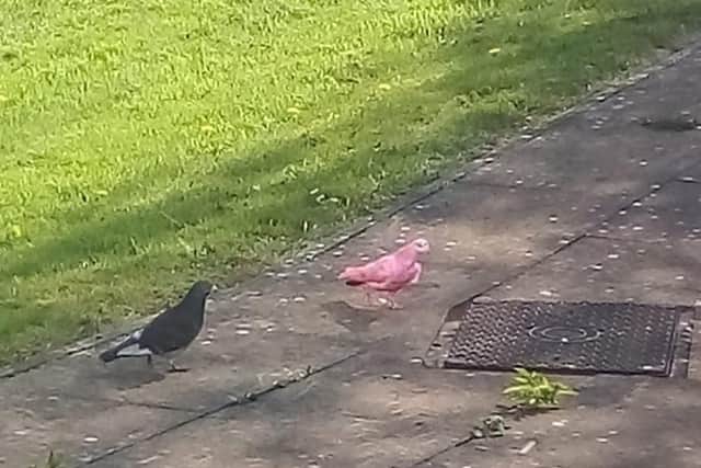 A pink pigeon that has been nicknamed Suzi has been spotted flying around different parts of Nelson.