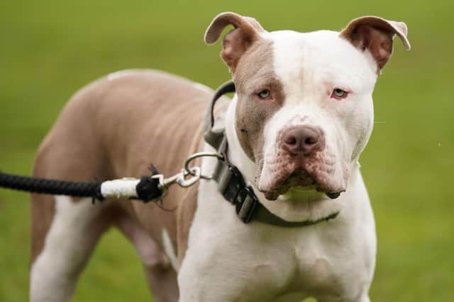 XL Bully dogs were being stolen last year (Picture: Jacob King/PA)
