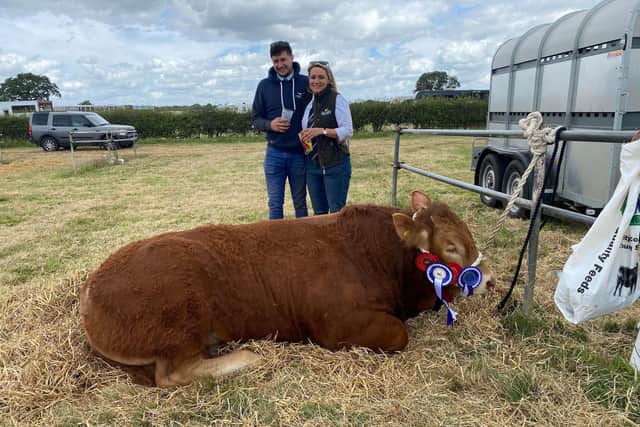Prize winning bull Limehill Sparta takes a well earned rest watched by his delighted owners Hannah Ormerod and Joe Lancashire