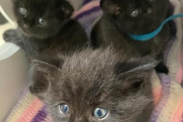 A young mum cat and her kittens were rescued by Bleakholt Animal Sanctuary after they were callously dumped in a sealed bag at the side of a busy road