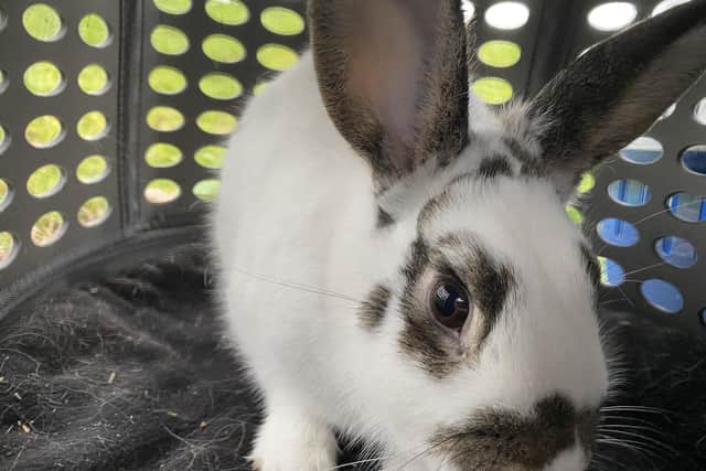 One of the rabbits rescued by Quaker Animal Rescue & Rehabilitation.